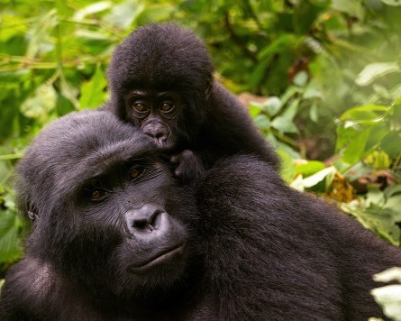 Flying Safari: Gorillas Trekking and Batwa Culture Experience