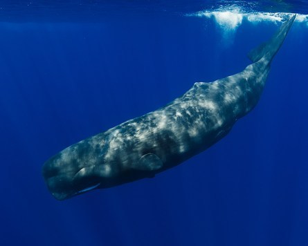 Whale Wonders: Encounters with the Giants