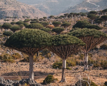 Echoes of Eden: A Journey Through Socotra